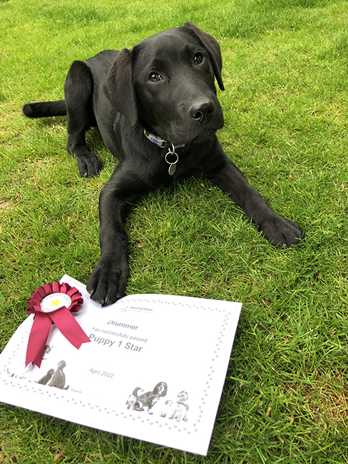 Black Labrador Drummer is lying on the grass with his paw over a certificate
