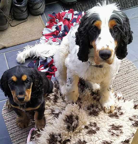 Cocker spaniel Bran is sitting to the left of a larger cocker spaniel called Eddie