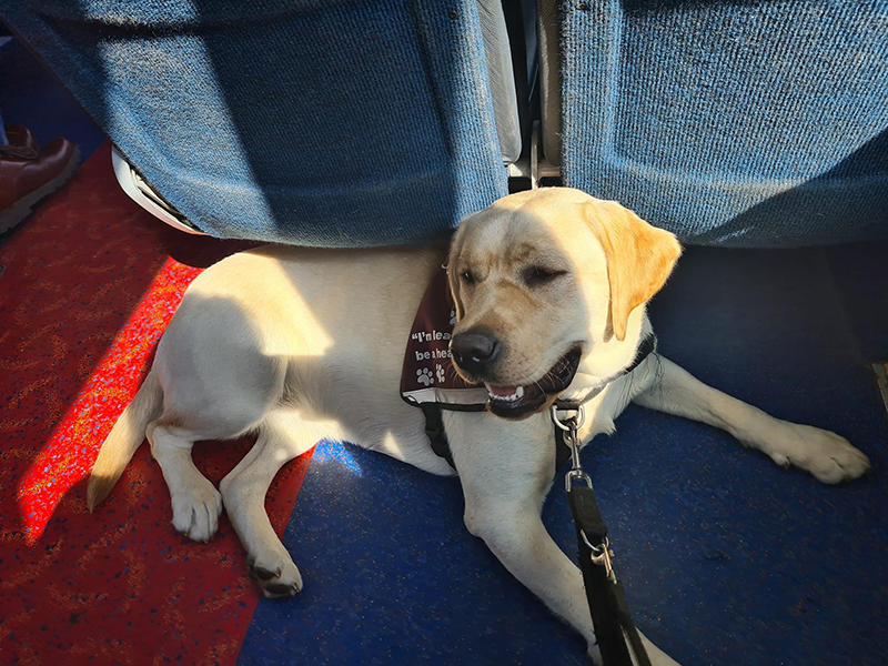 Yellow Labrador Fearne is lying down on the floor of a bus