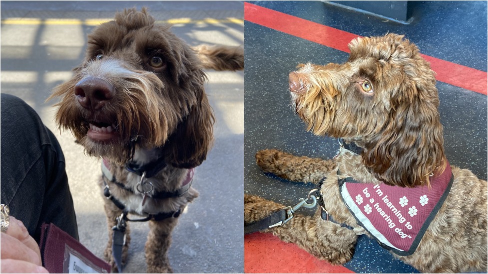 Two photos side by side of cockapoo Mitchell, The first shows him sitting on the platform of a railway station and the second shows him lying on the floor of a train