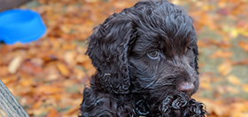Cockapoo puppy