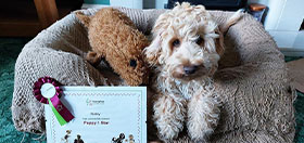 Cockapoo puppy Maisy with her certificate for passing the first stage of hearing dog traininga cafe
