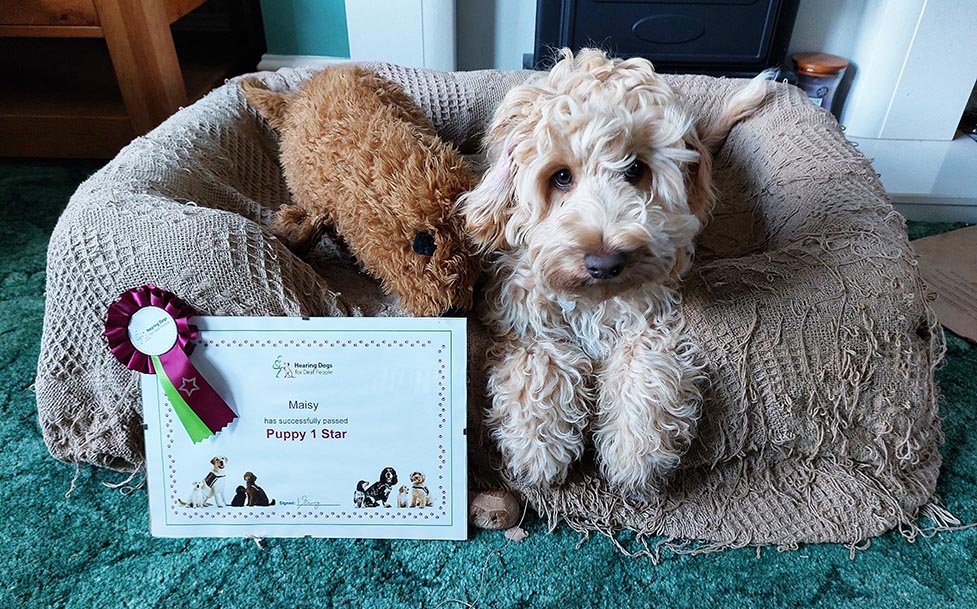 Cockapoo puppy Maisy with her certificate for passing the first stage of hearing dog training