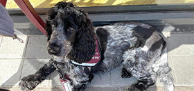 Cocker spaniel Rose settling outside at a cafe
