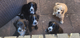 Cocker spaniel puppies