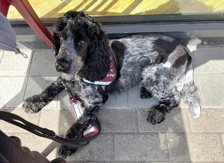 Blue roan cocker spaniel Rose is lying on the floor at the outside of a cafe