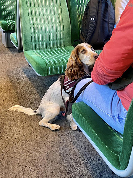 Cocker spaniel Pedro is sitting on the floor of a train