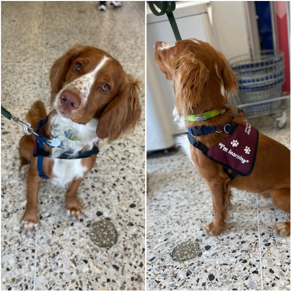 Two photos of golden cocker spaniel Wilbur out shopping