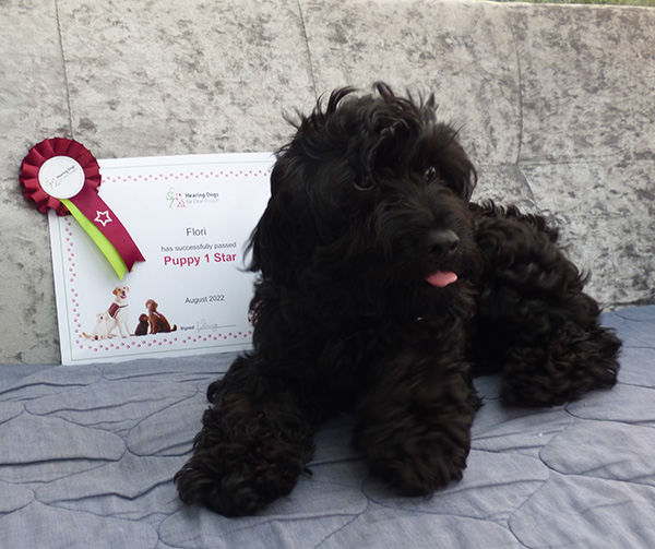 Cockapoo Flori is lying next to her certificate, which was awarded for passing the first stage of hearing dog training