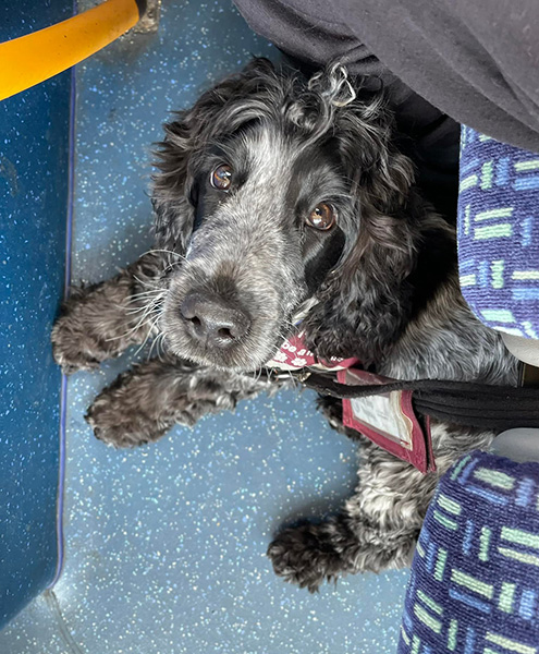 Blue roan cocker spaniel Rose is sitting on the floor of a bus