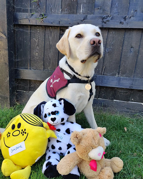 Yellow Labrador Pluto is sitting in a garden next to three cuddly toys