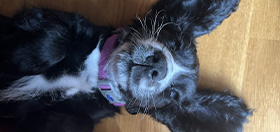 Cocker spaniel Piper