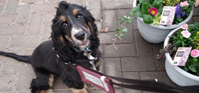 Cocker spaniel Waldo at a garden centre