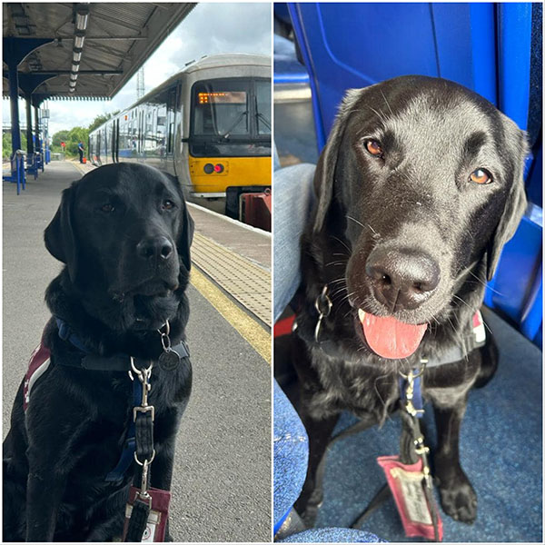 Black Labrador Hugh on a train.jpg