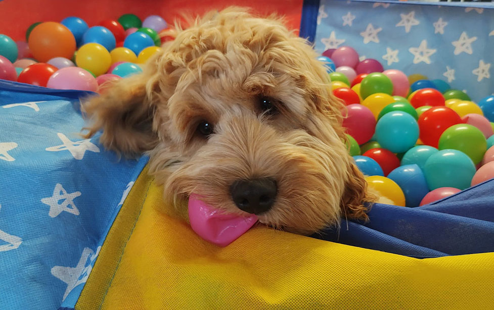 Cockapoo puppy Flapjack in a ball pit.jpg