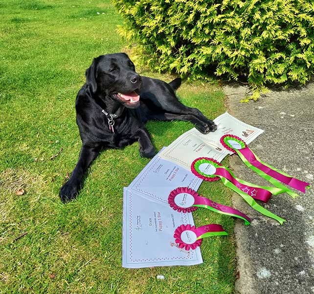 Grace with her four puppy star certificates.jpg