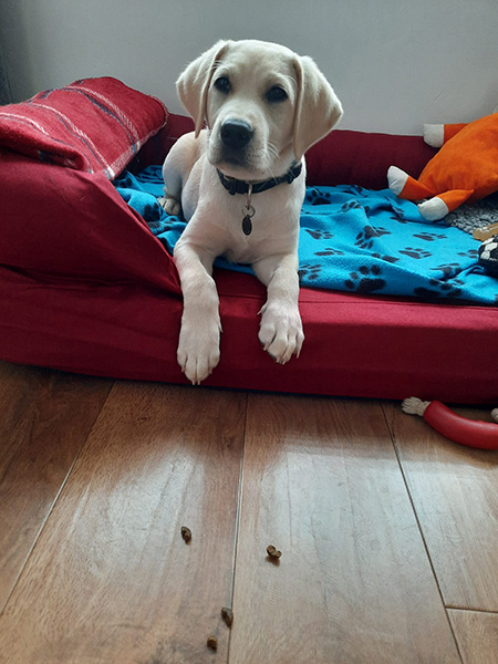 Yellow Labrador Alfie showing fab focus and impulse control.jpg