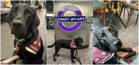 Black Labrador is on a training visit to London