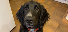 Cocker spaniel hearing dog puppy