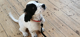 Cocker spaniel puppy Wanda at her first training class