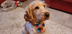 Cocker spaniel Ruby