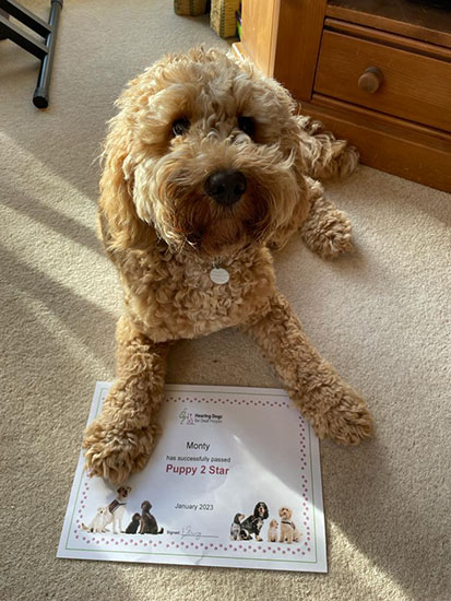 Cockapoo Monty is lying on a beige carpet with his front paws resting on a paper certificate