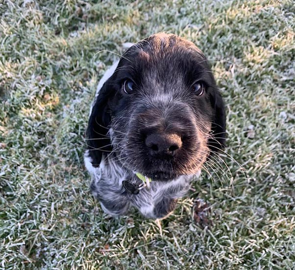 Blue roan cocker spaniel Elvis is sitting on frost-covered grass