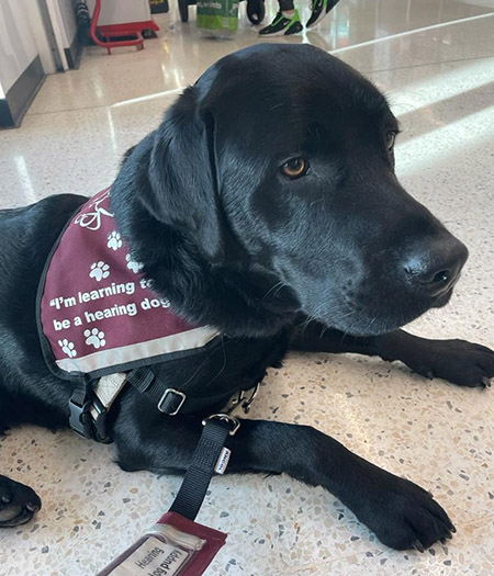 Black Labrador Noel is wearing his burgundy training jacket and is lying on the floor of a supermarket