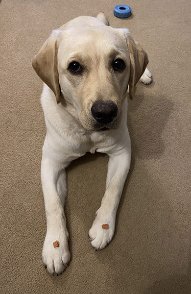 Yellow Labrador Olive is lying on the carpet with a dog treat on either paw