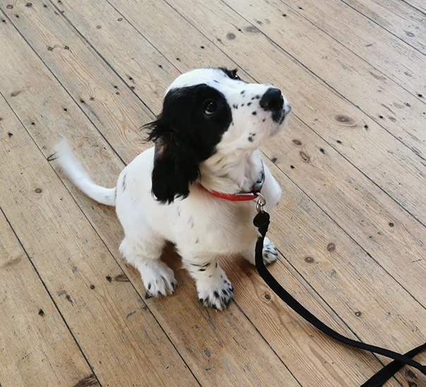 Cocker spaniel puppy Wanda is sitting on a wooden floor and her tail is wagging