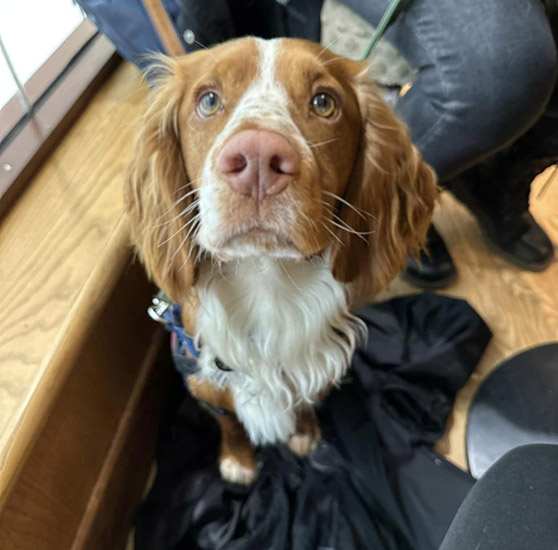 Golden cocker spaniel Wilbur is sitting at a cafe and is looking towards his volunteer trainer