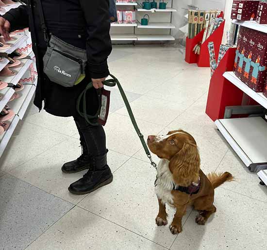 Golden cocker spaniel Wilbur is sitting on the floor of a shop and is looking towards his volunteer trainer