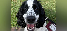 Cocker spaniel Harry