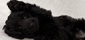 Cockapoo puppy Sapphire