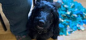 Cockapoo puppy Gus