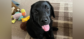 Black Labrador Hugh