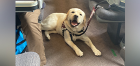 Yellow Labrador Orbit on a train