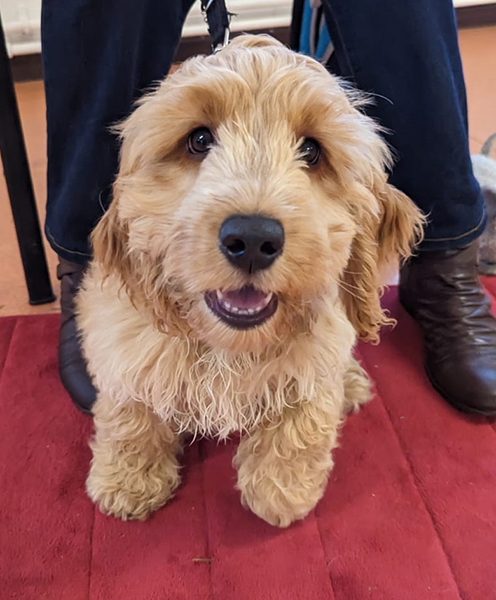 Apricot cockapoo puppy Flapjack is sitting on his red settle mat and is looking at the camera