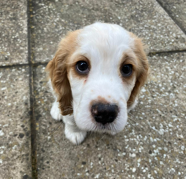 Eight week old cocker spaniel puppy Jenna is sitting on a concrete floor outside
