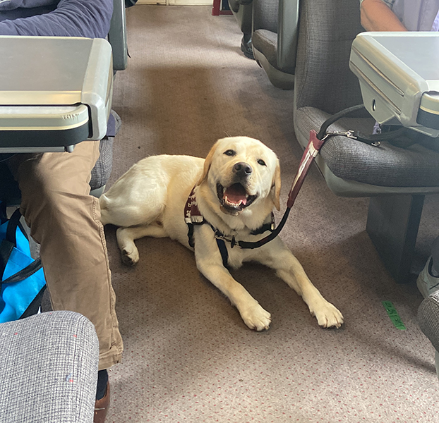 Yellow Labrador Orbit is lying on the floor of a train and he is smiling