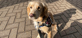 Cocker spaniel Eton at a train station