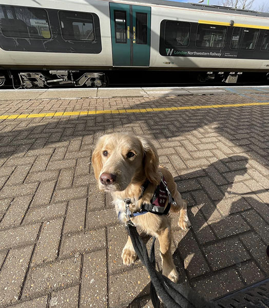 Golden cocker spaniel Eton is sat on the platform of a railway station with a train behind him