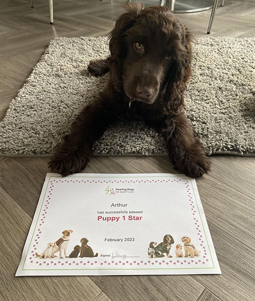 Cocker spaniel puppy Arthur is lying next to a certificate
