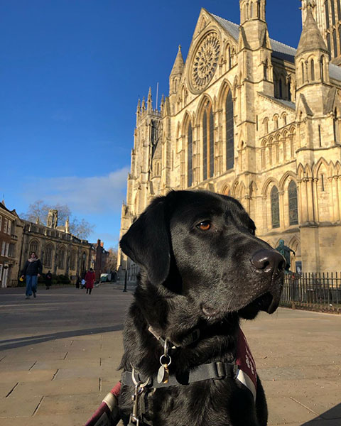 Black Labrador Guinness is outside York Minster