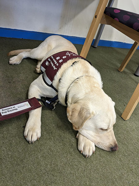 Yellow Labrador Kipling is settling on the floor of a library