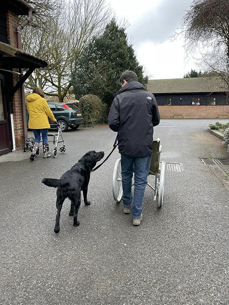 Black Labrador Noel is walking alongside his volunteer trainer, who is pushing a wheelchair
