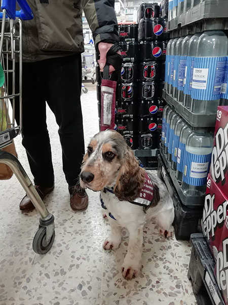 Cocker spaniel Presley is at a supermarket