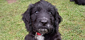 Cockapoo puppy Flame