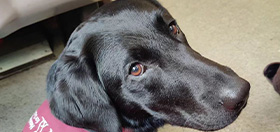 Black Labrador MJ on a train