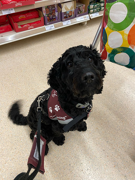 Black cockapoo Flossy is sitting in the middle of an aisle at a supermarket and her tail is wagging